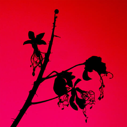 Specimen-0001, 2026